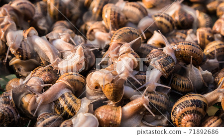 Snail farm - lots of animals in the tray Snail farm - lots of animals in the tray 71892686