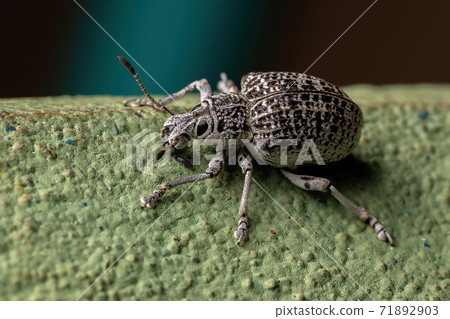 Broad-nosed Weevil on a green wall Broad-nosed Weevil on a green wall 71892903