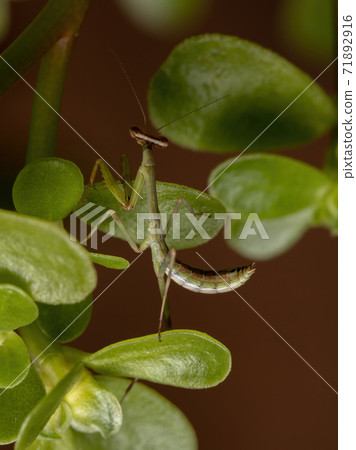 Unicorn Mantis Nymph Unicorn Mantis Nymph 71892916