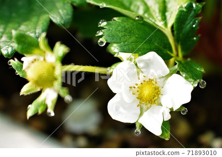 草莓花，從花轉變為果實並生長鮮紅色 71893010