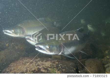 Pink salmon (Shiretoko, Hokkaido) 71893323