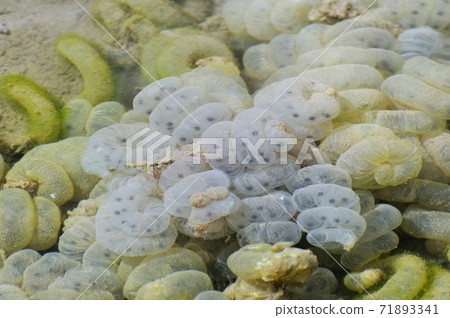 Ezo salamander egg mass (Shikaoi Town, Hokkaido) 71893341