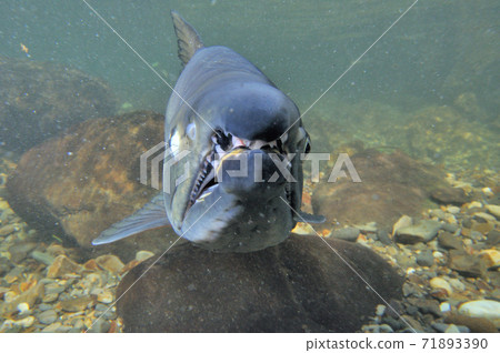 Salmon face seen from the front (Shiretoko, Hokkaido) 71893390