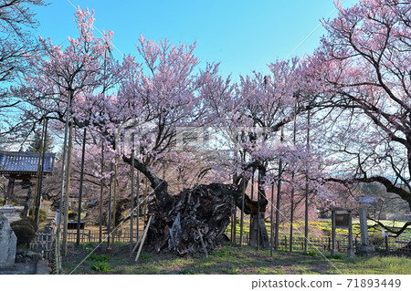 櫻桃樹 櫻桃樹 71893449