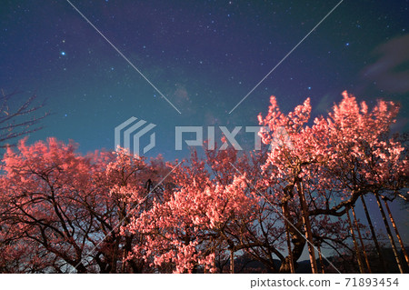 Cherry Blossoms Cherry Blossoms 71893454