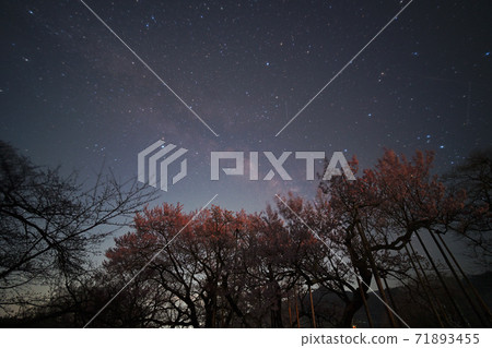 Cherry Blossoms	 71893455