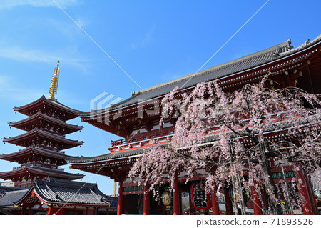 Sakura in Asakusa Temple 71893526
