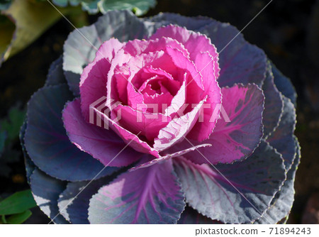 色彩繽紛的秋冬牡丹葉03 71894243