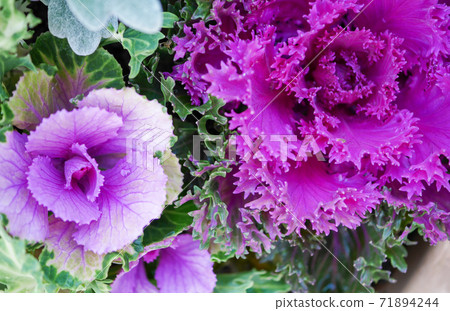 Leaf peony 04 that colors autumn and winter 71894244