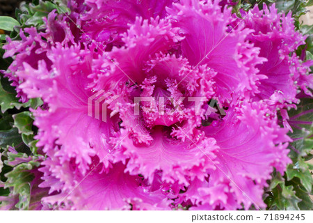 色彩繽紛的秋冬牡丹05 色彩繽紛的秋冬牡丹05 71894245