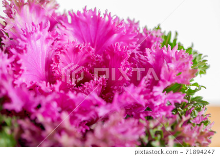 Leaf peony 07 that colors autumn and winter Leaf peony 07 that colors autumn and winter 71894247