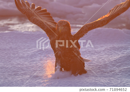 White-tailed eagle White-tailed eagle 71894652