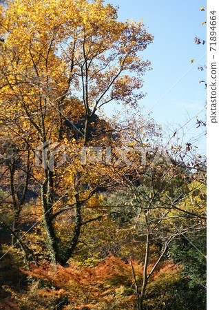 Autumn Kikuchi Gorge morning 71894664