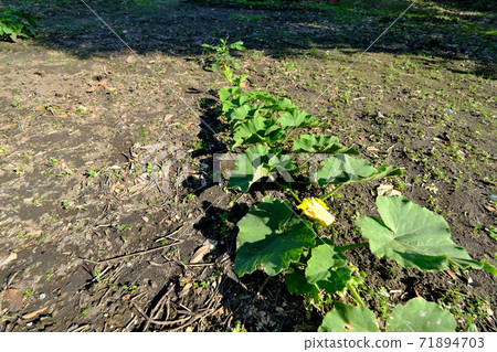 Pumpkin march extending to the back 71894703