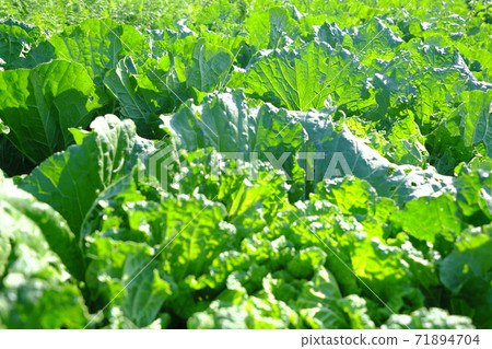 Chinese cabbage field illuminated by the sun Chinese cabbage field illuminated by the sun 71894704