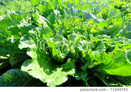 Large Chinese cabbage that has reached the harvest 71894705