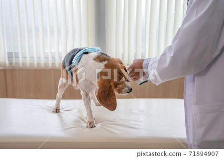 Man veterinarian examining paw a beagle dog breed on vet table Man veterinarian examining paw a beagle dog breed on vet table 71894907
