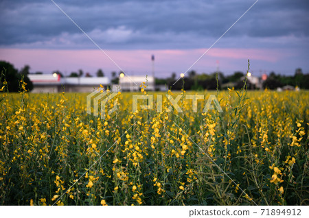 Sunn hemp, Indian hemp, Crotalaria juncea yellow blossom tropical plant at the sunset 71894912