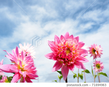 Dahlia Dahlia 71894963