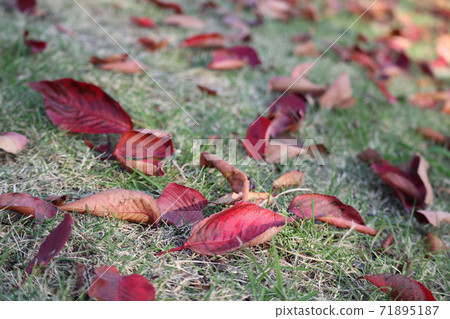 Fallen leaves  71895187