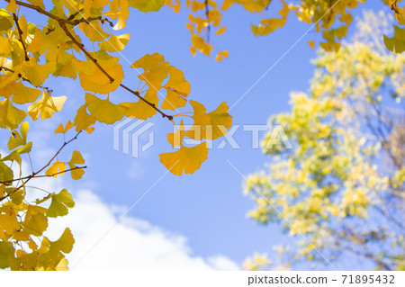 季節限定的大自然-武陵農場銀杏與楓紅 季節限定的大自然-武陵農場銀杏與楓紅 71895432