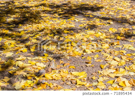 Season limited nature-Wuling Farm Ginkgo and Maple 71895434