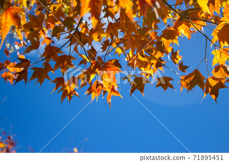 季節限定的大自然-武陵農場銀杏與楓紅 季節限定的大自然-武陵農場銀杏與楓紅 71895451