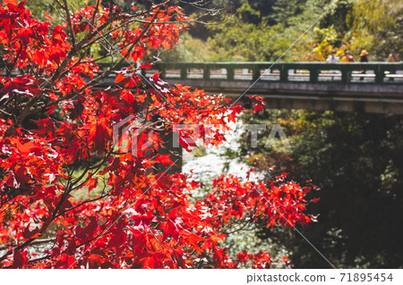 季節限定的大自然-武陵農場銀杏與楓紅 71895454