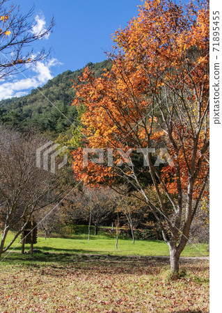 Season limited nature-Wuling Farm Ginkgo and Maple Season limited nature-Wuling Farm Ginkgo and Maple 71895455