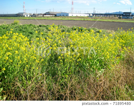 Rape blossoms blooming on the edge of the field and countryside scenery Rape blossoms blooming on the edge of the field and countryside scenery 71895480