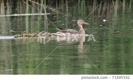野鴨的父母和孩子 71895582