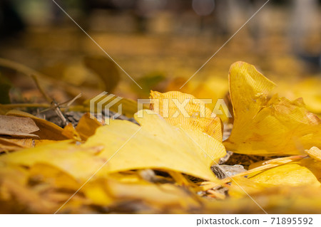 季節限定的大自然-武陵農場銀杏與楓紅 71895592