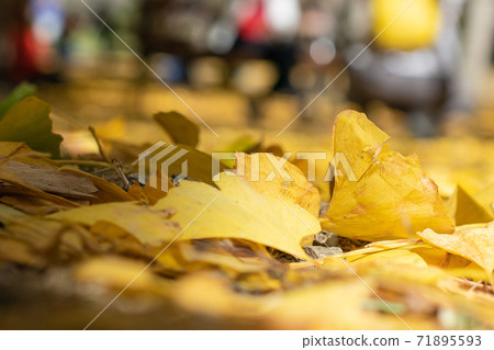 Season limited nature-Wuling Farm Ginkgo and Maple 71895593