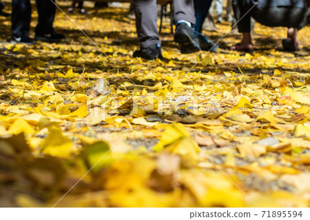 季節限定的大自然-武陵農場銀杏與楓紅 71895594