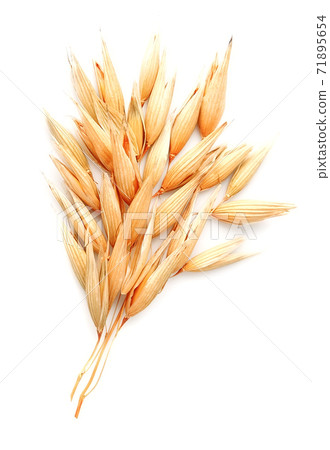 Oat plant on white backgrounds. Oat plant on white backgrounds. 71895654