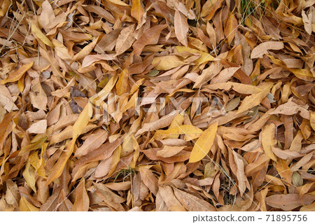 Dead leaf material Dead leaf material 71895756