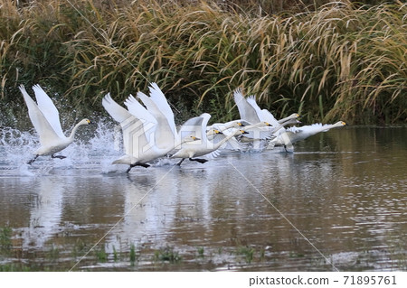 Swan flying out Swan flying out 71895761