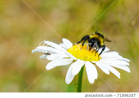 bumble bee sucks flower nectar from daisies 71896287
