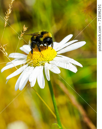 bumble bee sucks flower nectar from daisies 71896291