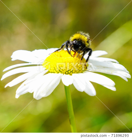 bumble bee sucks flower nectar from daisies 71896293