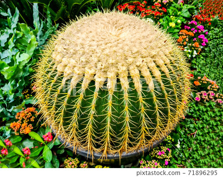 golden barrel ball cactus in flower pot for retail sale 71896295