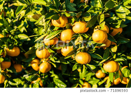 濱松水果公園的Mikan場 濱松水果公園的Mikan場 71896593