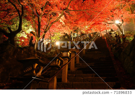 Kanagawa Prefecture_Oyama-dera Illumination_Autumn leaves 71896833
