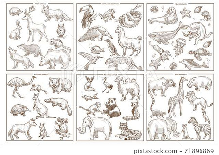 Wild animals species sketch icons birds mammals and amphibians 71896869