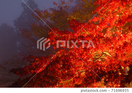 秋葉的照明（神奈川縣大山市） 71896935