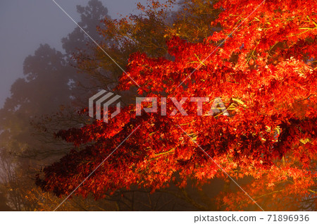 秋葉的照明（神奈川縣大山市） 71896936