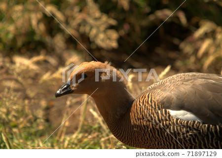 Magellan Goose in the Falkland Islands 71897129