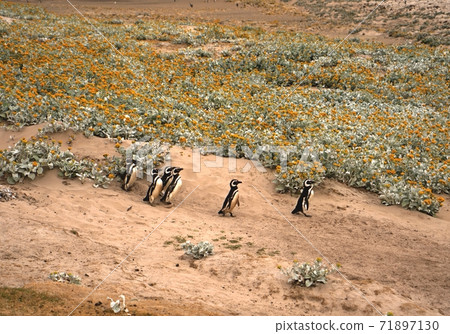 Magellanic penguin walking 71897130