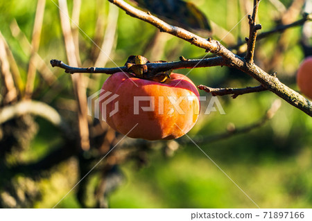 Persimmons at Hamamatsu Fruit Park Persimmons at Hamamatsu Fruit Park 71897166