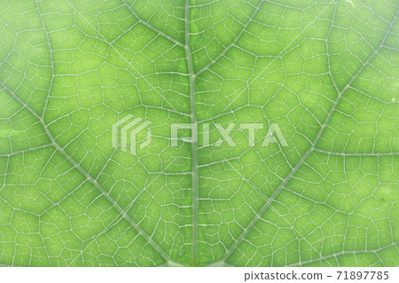 Leaves and veins of crow squirrel 71897785